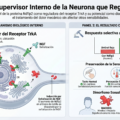Nuevo artículo – Laboratorio de Neurobiología de las Neurotrofinas